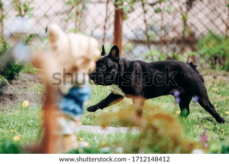 Dog French bulldog playes in the backyard. Happy French bulldog. Edited version.