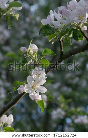 Close-up shot of blossoms of a apple tree. Background flowers, spring flowering and floriculture.
Branch with white flowers and green leaves on picture