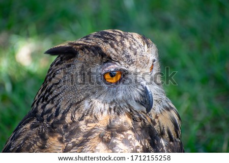 owl looking at its prey before eating it