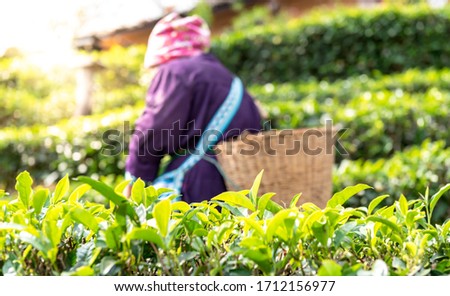 Blurred soft images of The farmers who are harvesting up the leaves from the tea tree in the morning which are the good time to harvest the tea leaves, to people and agriculture concept.