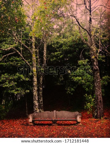 Autumn photography from inside of a laurel forest next to a resting place.