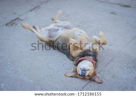 A dog lying upside down on the cement floor