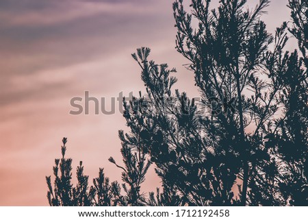 A photography of a tree during sunset. 