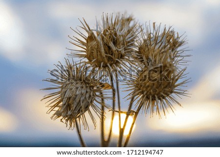 Dry flowers on sunset background