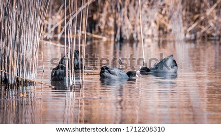 Common Coot swimming in the  ponds blue water. Exotic bird with beautiful black plumage and white bone growth on the head