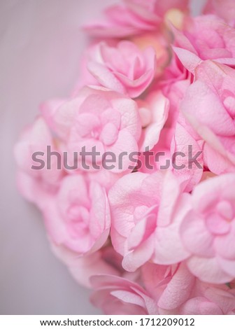 Macro photo of hydrangea flower. Details of pink petals. Beautiful colorful pink texture of flowers for designers. Hydrangea.