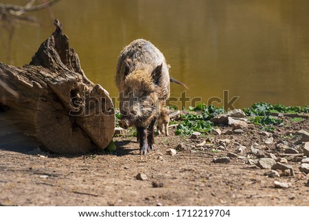 Wild boar - Sus scrofa - in the forest and by the water in its natural habitat. Photo of wild nature.