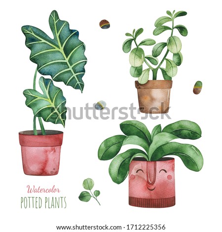 Watercolor potted plants set.Fresh elements isolated on white background.Perfect for your project,print,wallpaper,patterns,gift paper,wedding,greeting,invitations