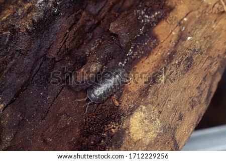 Armadillidium vulgare on brown billet. Roly-poly bug.