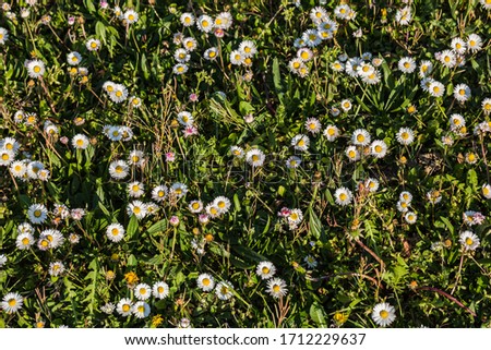 Spring flowers. Spring background. Beautiful meadow of blossom dandelions in sunny spring day.