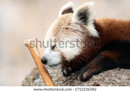 sleeping Red Panda in nepal 