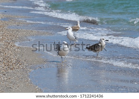 Seagulls on the seashore. Sea shore on a sunny day. Calm water and white sand. Birds walk and seek their food.