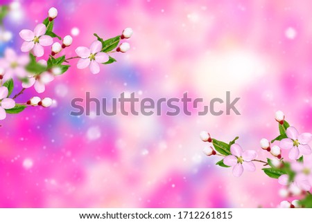 Blossoming branch cherry. Bright colorful spring flowers