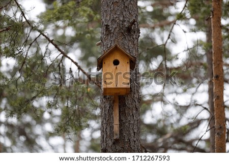 A birdhouse on a tree branch pine forest