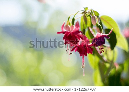 Blooming flower on blurred background