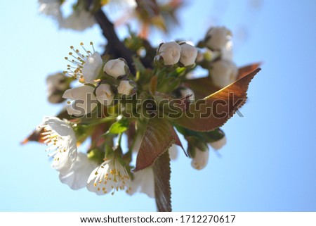 Blooming blooming on trees in spring time. Apple tree flowers are blooming. cherry flowers with green leaves. Spring tree blooming flowers with green leaves. The best picture of flowering tre