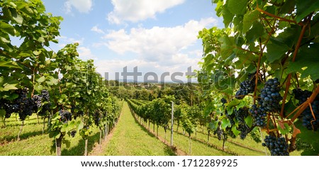 Vineyards with grapevine for wine production near a winery along styrian wine road, Austria Europe Royalty-Free Stock Photo #1712289925