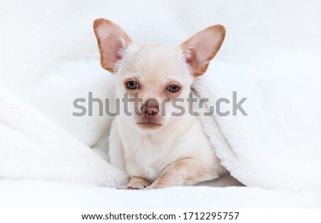 chihuahua puppy looks on a white fluffy blanket