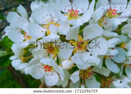 Apple tree in bloom. Flowering branch. Spring time nature with flowers. Close-up, blurry background.