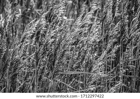 Gras in the wind close up black and white
