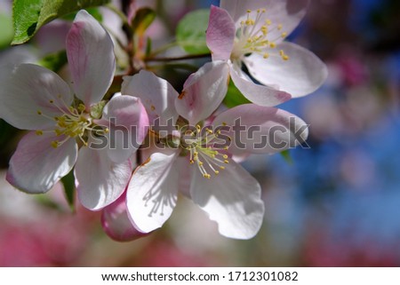 pink apple tree flowers with yellow stamens
