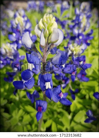 The iconic Texas Bluebonnet in all it's glory.