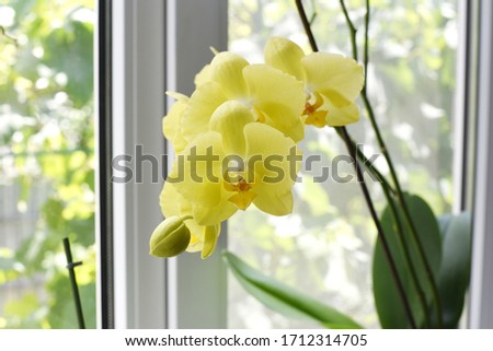 
yellow blooming orchid on the background of a window on a warm summer day