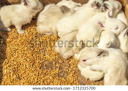 Lots of little rabbits in box with wheat grains