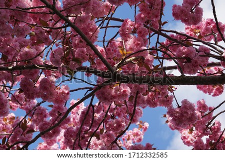 Blooming Tree In The Garden. Beautiful Sun Light, Blue Sky And Pink Flowers. Springtime In Germany.