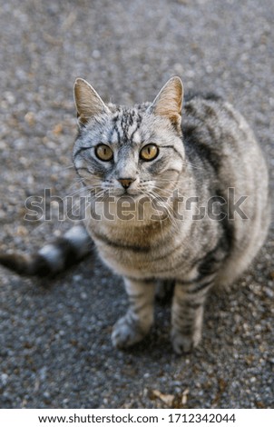 A gray striped cat with green eyes sits on the gray asphalt and looks up.