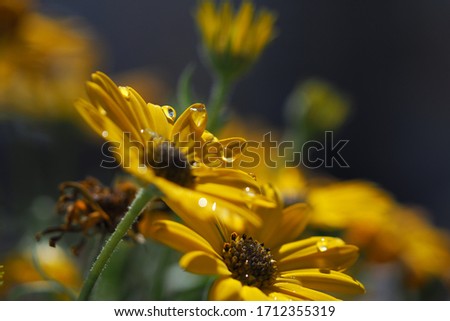 yellow african chamomile (Osteospermum) with water drop on its petals