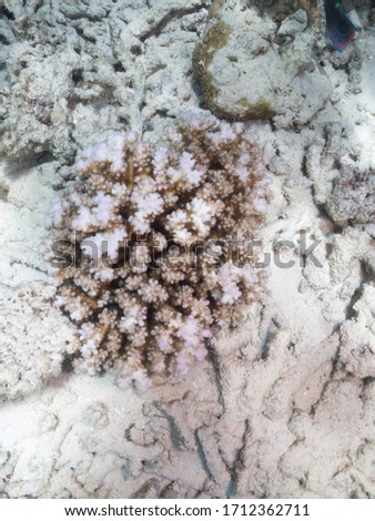 Bleached coral on the great barrier reef