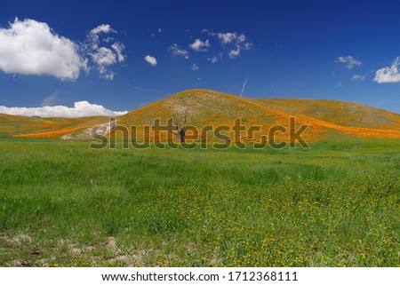 California golden poppies and other wildflowers landscape.