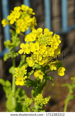 Yellow rapeseed flowers blooming in early spring