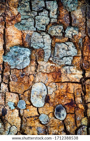 Beautiful old bark of nature  for 
 background.