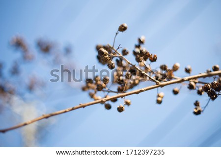 
Withered fruit and blue sky background material
