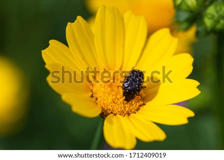 Close up of a cute little beetle munching on the pollen of a yellow daisy