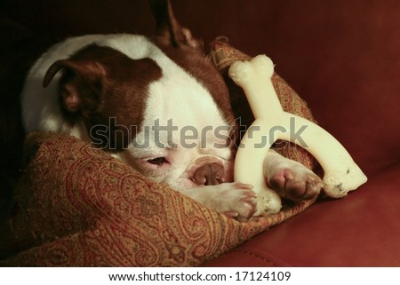 A Boston Terrier resting a sofa with a pillow and his bone.