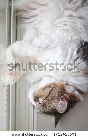 A female cat with a white and brown stripe lying behind the door. Stay at home concept.