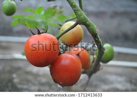 A Bunch of Red Tomatoes in a branch of a tree.