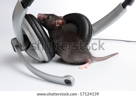 rat with headphones on a white background
