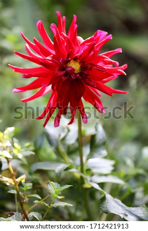 A beautiful red flower in full bloom outside in the garden. Brightly coloured petals with a blurred background.