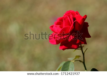 A bright red rose with fully bloomed petals and a nice blurred background so it pops right off the picture.