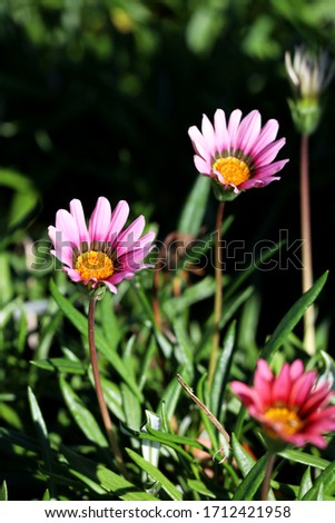Pink daisies outside in the garden on a nice sunny day, shot up close in vivid color.