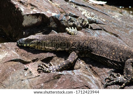 Picture of full body and tail of a large sized varanus (Lace monitor) sunbathing on the rocks next to a river in Broken River, Eungella national park, Queensland QLD, Australia, Oceania