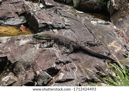 Close up picture portrait of a large sized varanus (Lace monitor) sunbathing on the rocks next to a river in Broken River, Eungella national park, Queensland QLD, Australia, Oceania