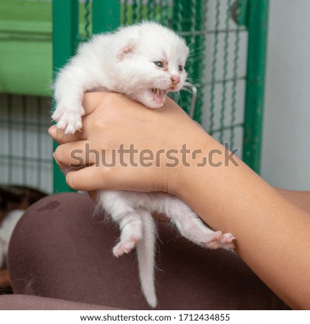 Newborn kitten in child hands - stock photo