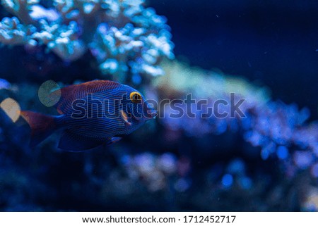 tropical fishes are swimming at aquarium