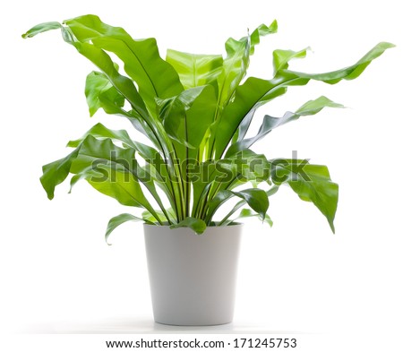 Potted Plant - Bird's Nest Fern Royalty Free Stock Photo