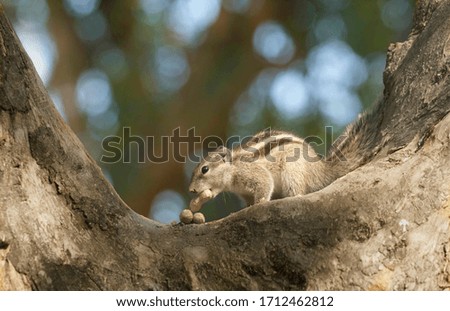 five-striped palm squirrel eating nuts on a tree.
